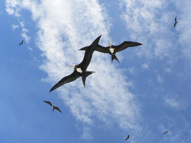 93- Deux fregates croisent les ailes 